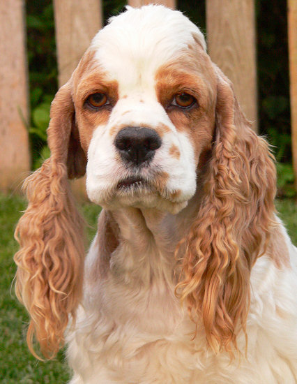 Red and white parti Cocker Spaniel