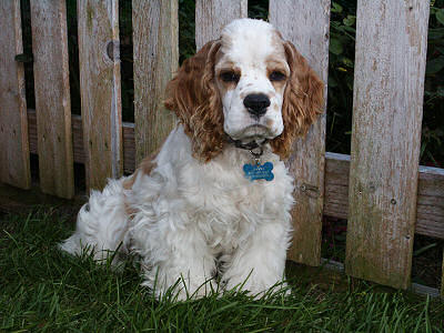 photo of red and white parti colored Cocker Spaniel