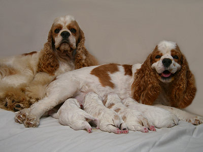 Cocker Spaniel family photo