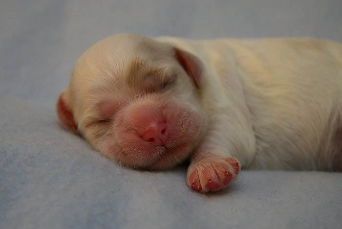 2 day old Cocker Spaniel puppy