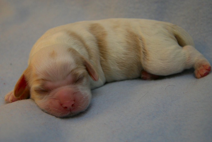 Two day old Cocker Spaniel pup