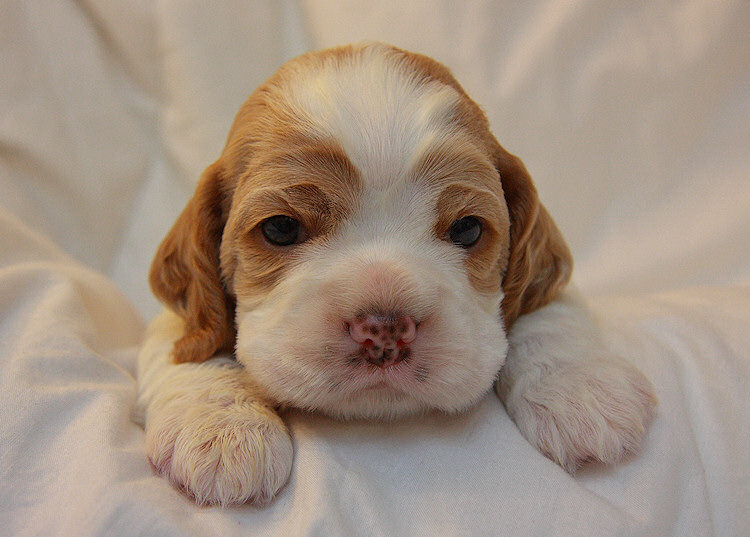 Cocker Spaniel Puppy - 18 Days Old