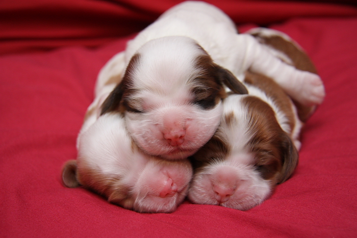 Four day old Cocker Spaniel puppies