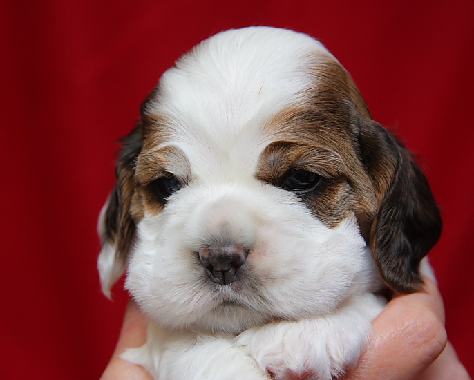 closeup photo of sable parti Cocker puppy