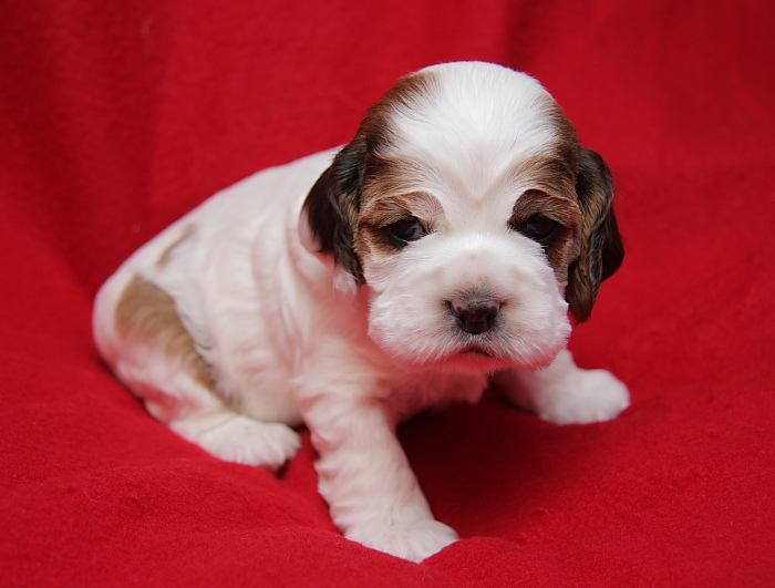 Meg at three weeks old