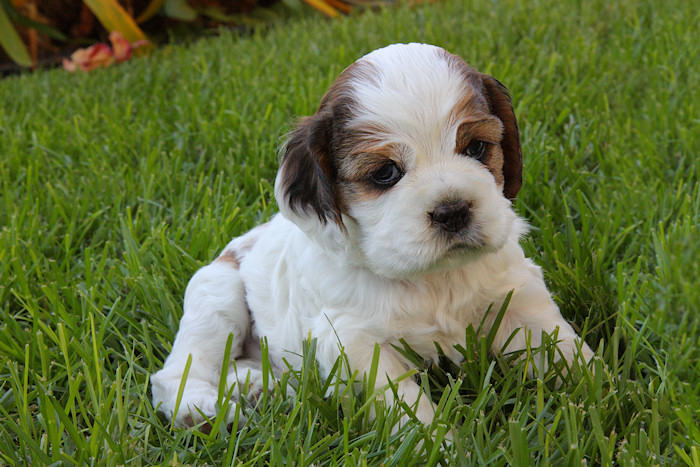 Meg at four weeks old