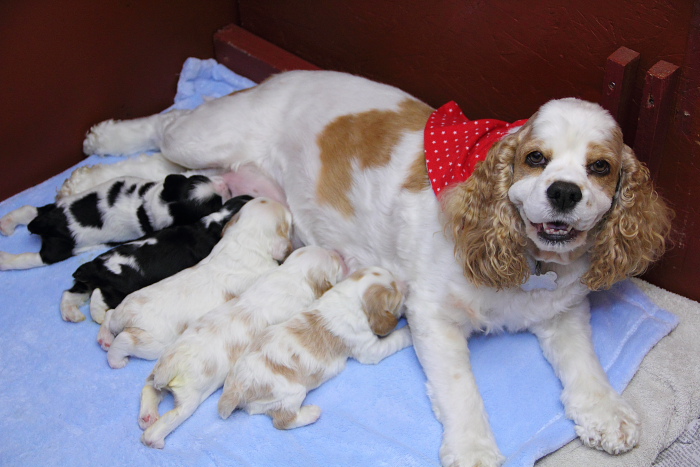 Joanna's puppies at 11 days old