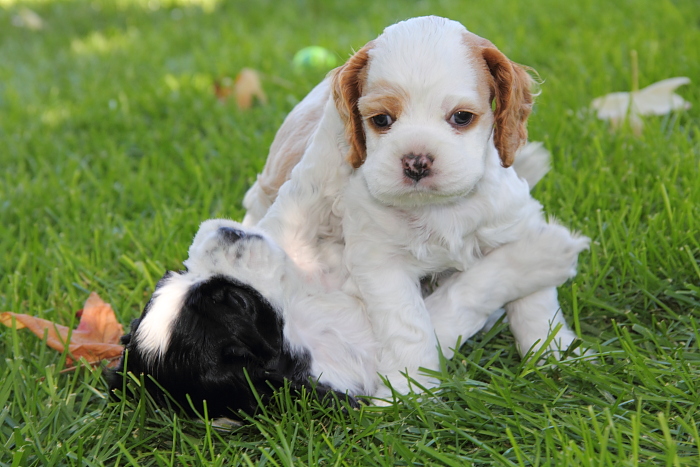 Cocker Spaniel puppies wrestling