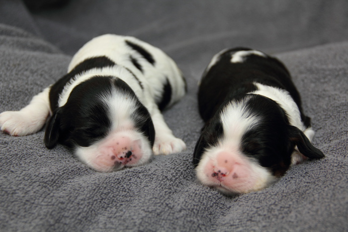 picture of black & white parti puppies
