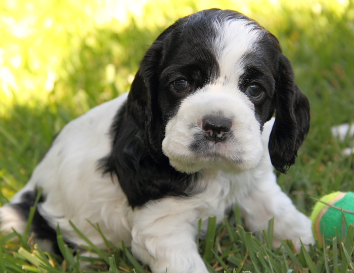 black & white parti Cocker puppy