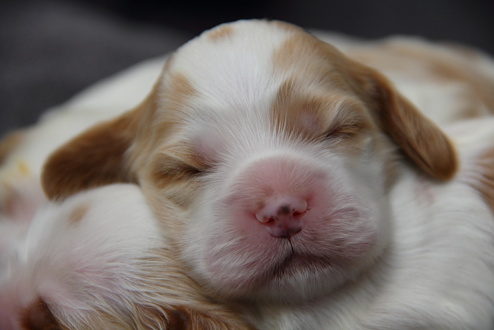 8-day-old Cocker Spaniel puppy