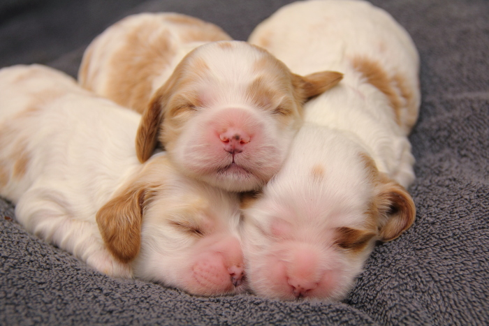 red & white Cocker Spaniel pups