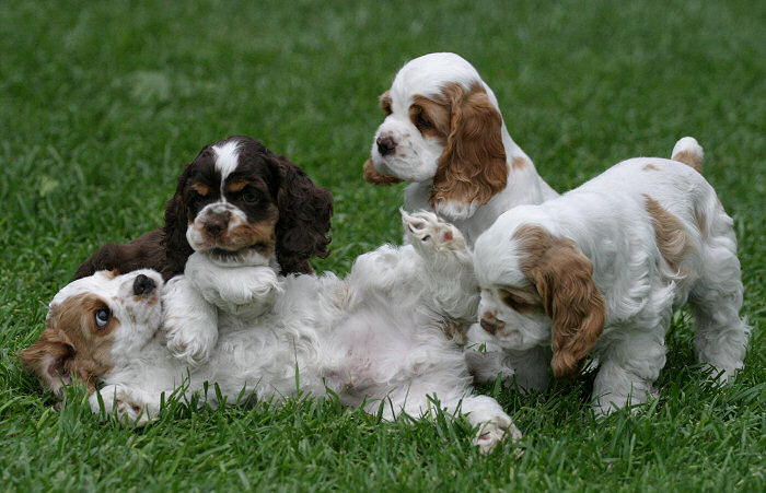 Joanna and Merlin's Puppies