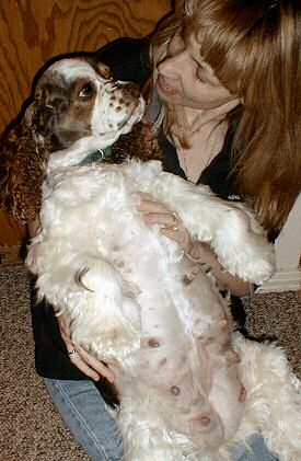 Pregnant Cocker Spaniel with shaved belly