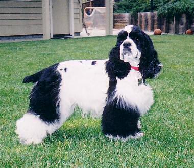 A puppy from Abby and Tanner