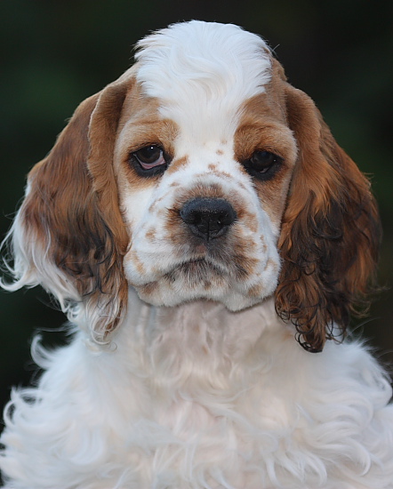 Meg at 11 weeks old