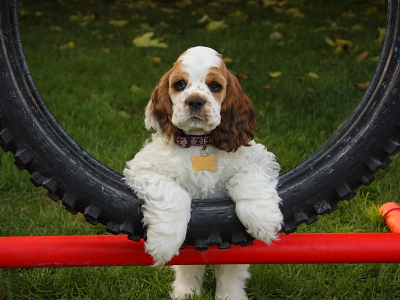 sable and white parti color Cocker Spaniel puppy photo