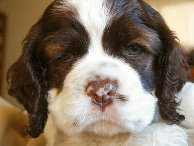 picture of chocolate & white Cocker Spaniel puppy