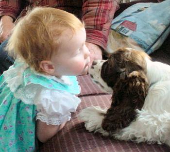 Cocker puppy kissing a baby