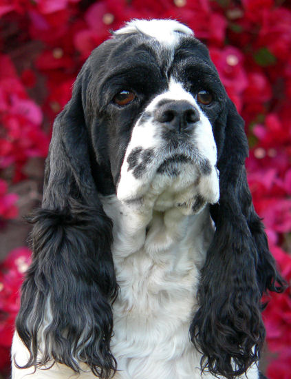 black and white parti Cocker Spaniel