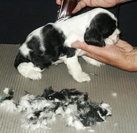shaving Cocker Spaniel puppy