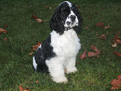 Cocker Spaniel photo for use as Windows desktop background