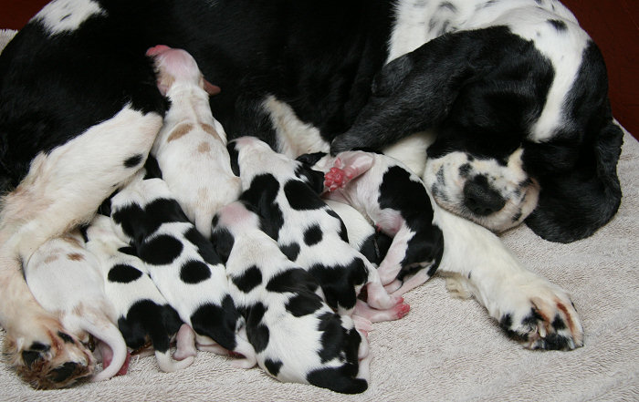 newborn Cocker Spaniel puppies