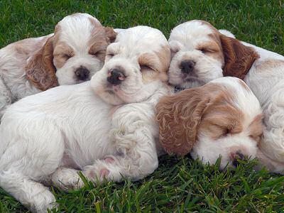 Cocker Spaniel Puppy Picture - 6 weeks old