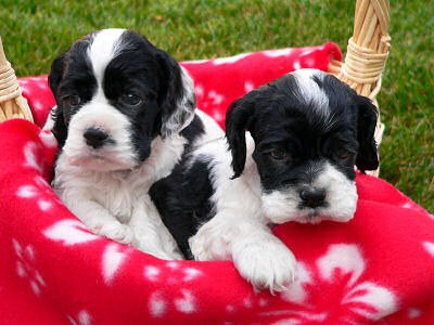 photo of one month old Cocker Spaniel puppies