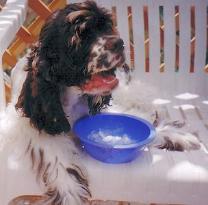 Oreo with a bowl of ice