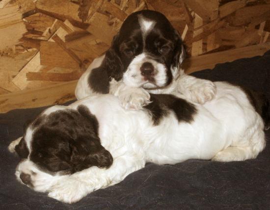 Oreo resting on The Big Moose