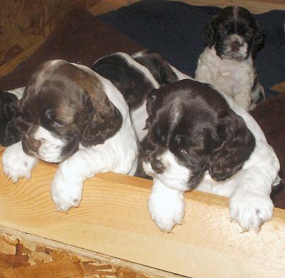 Two puppies looking out of box