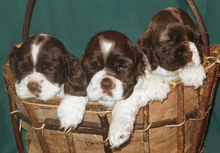 Three puppies in a basket