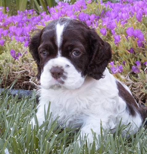 The Big Moose at five weeks old