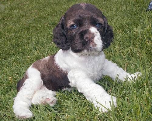 Lil Lady at five weeks old