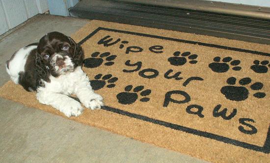 Wipe your paws