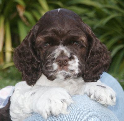 Tucker at seven weeks