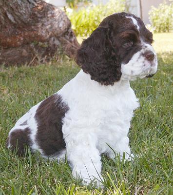 The Big Moose at seven weeks old