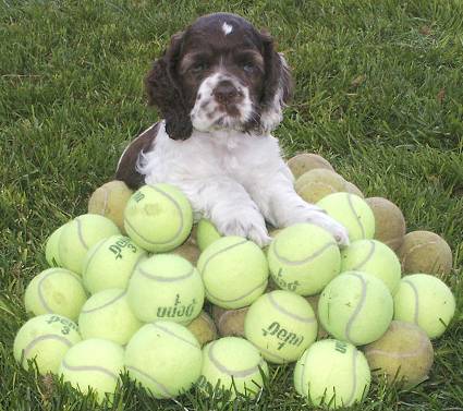 Oreo on a stack of tennis balls