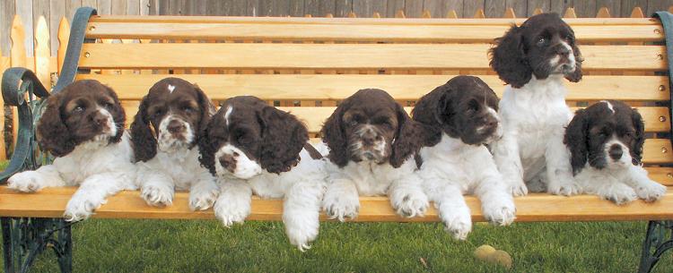 All seven puppies on a bench