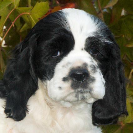 Zim Family Black And White Puppy Picture Hall Of Fame