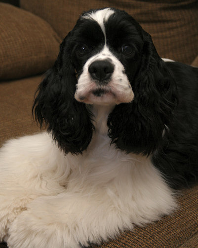 Pipa relaxing on the couch