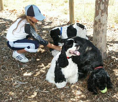 photo of two black & white partis with a blue merle