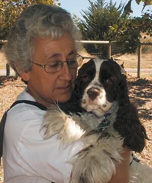 An outstanding chocolate & white Cocker Spaniel we bred