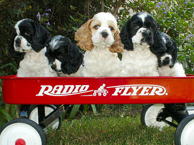 photo of 7 week old Cocker Spaniel puppies