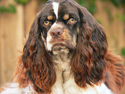 chocolate and white Cocker Spaniel with tan points