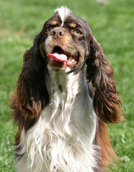 The latest photo of Reese, our chocolate and white tri