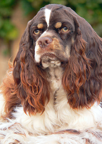 Reese, our chocolate and white tri