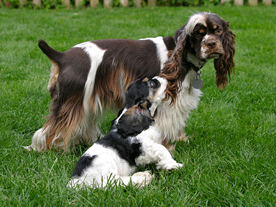 puppy with adult Cocker Spaniel