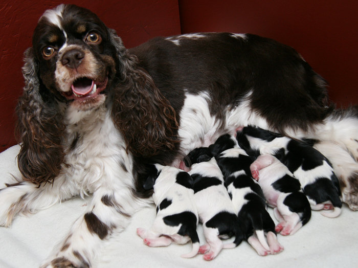 two day old Cocker Puppies